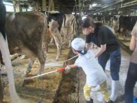 画像　親子わくわくモーモースクール農場内作業風景