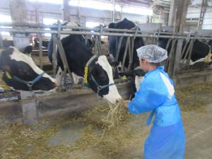 大きな乳牛に牧草をあげる参加者