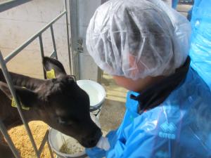 子牛に哺乳瓶でミルクをあげる参加者