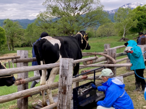 画像　体重測定や検査を受ける牛