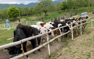 画像　放牧前にパドックに繋がれる牛たち