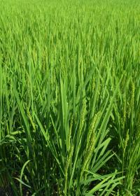 画像 飼料用として収穫する前の青々としたコシヒカリ