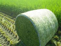 画像　収穫後の飼料用稲の様子