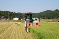 画像　発酵粗飼料用稲の収穫作業風景