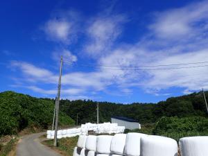 画像　稲発酵粗飼料の保管風景