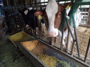 画像　稲発酵粗飼料の風景