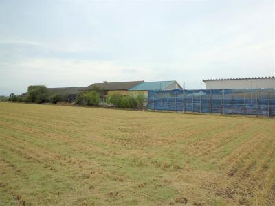 農場番号1燕市の酪農場の写真2です。