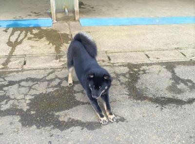 アイヌ犬
