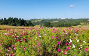 花と緑と雪の里公園のコスモスの画像