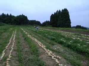 230621川島・坂井たまねぎ（真光寺収穫）