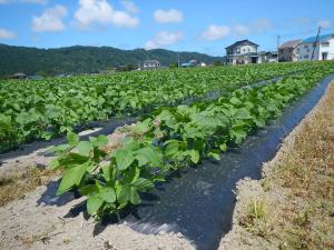 220609あわら（えだまめ）