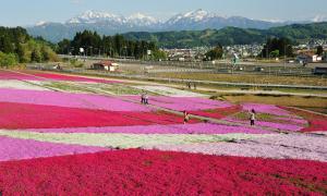 花と緑と雪の里公園の芝桜