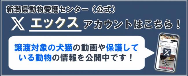 エックスはこちら