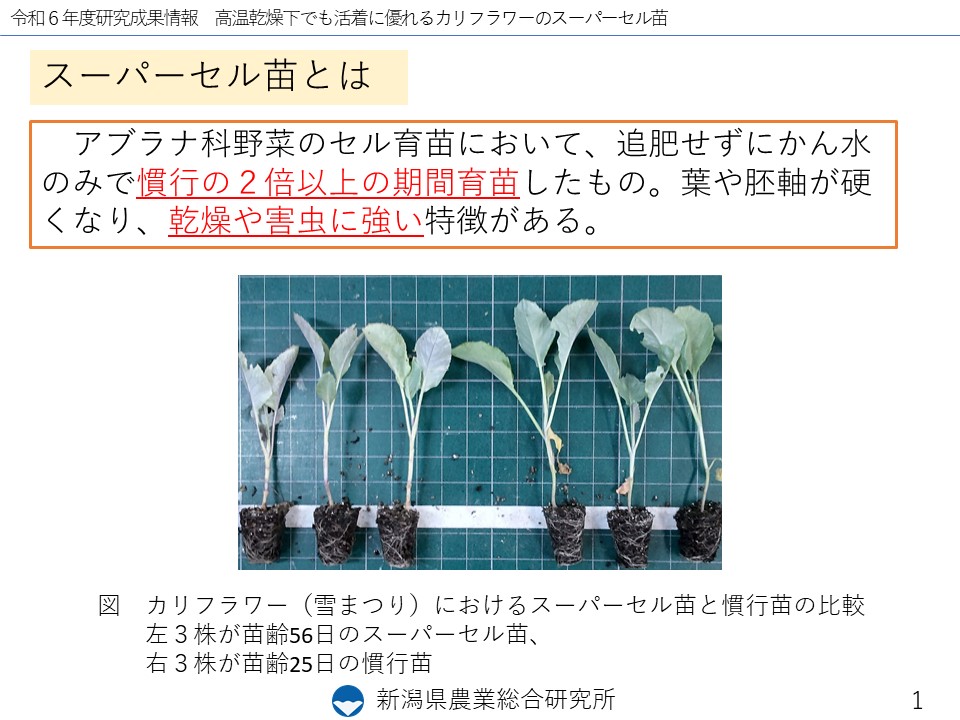 スライド1