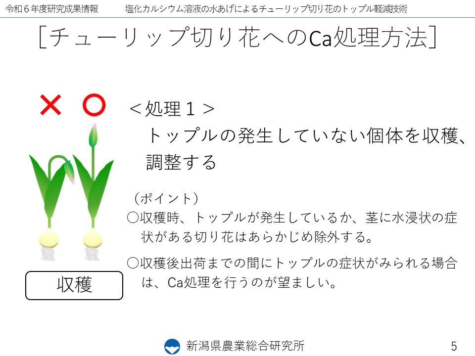 スライド5
