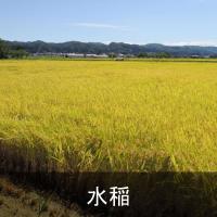 水稲
