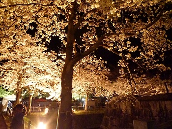 銭淵公園(南魚沼市坂戸)の夜桜の画像