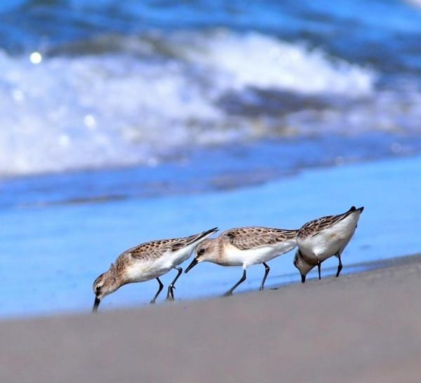 えさをついばむシギ