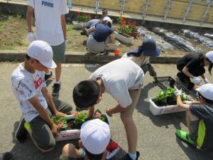 人権の花運動の様子（植えているところ）