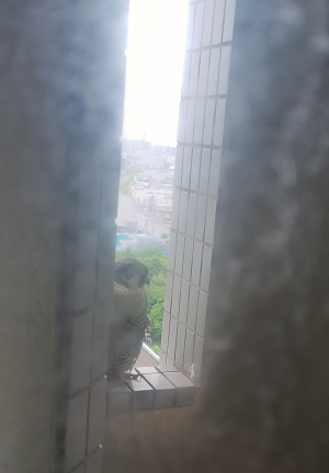 雨宿りをするハヤブサ