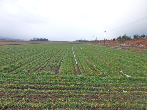 画像_雪も少なく、春とともに追肥シーズン