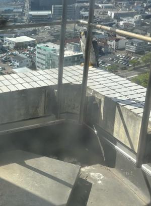 建物のへりにたたずむハヤブサ