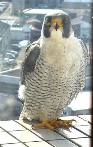 撮影者を凝視するハヤブサ