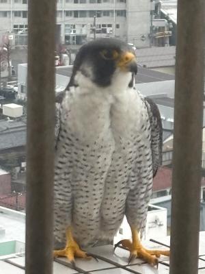 筋肉が発達しているのがわかる様子