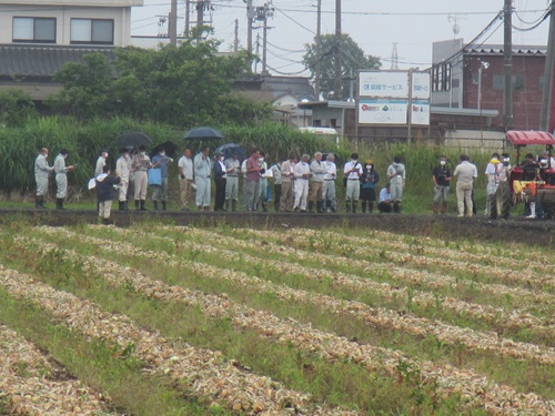 大区画水田でのたまねぎ導入研修会