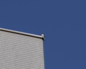 西の空を見つめるハヤブサ