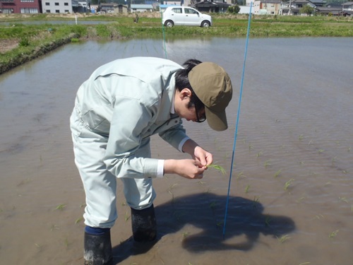 画像_田植え時の調査の様子