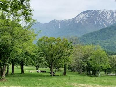 笹ヶ峰放牧場
