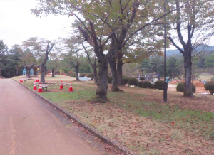 桜