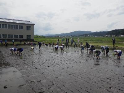 田植えの様子
