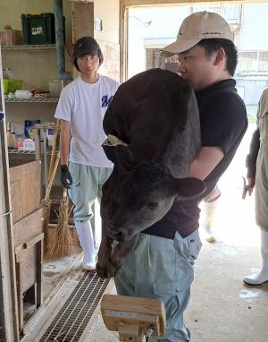 抱っこして子牛の体重測定