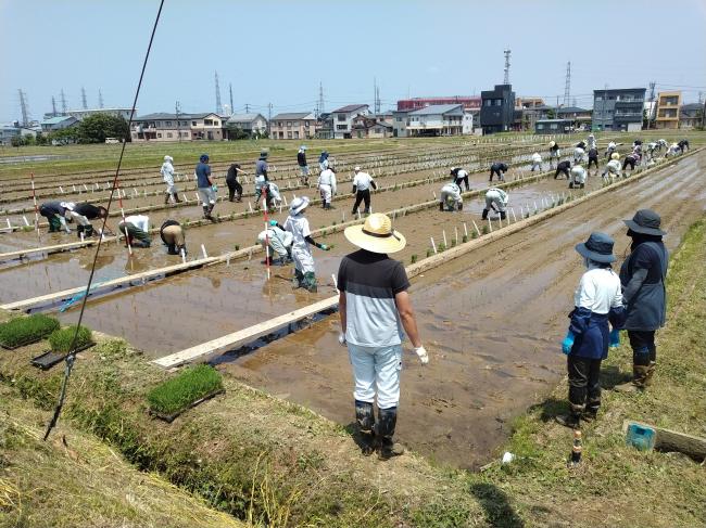 一斉田植えの様子２