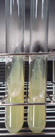 もみ枯細菌病菌