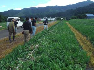 スイカほ場確認