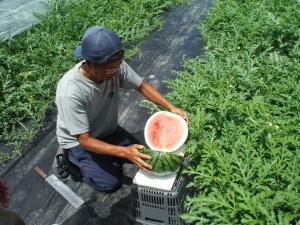 すいか試し切り