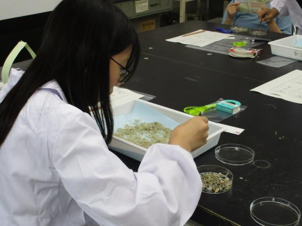 チリメンモンスターを探せ！