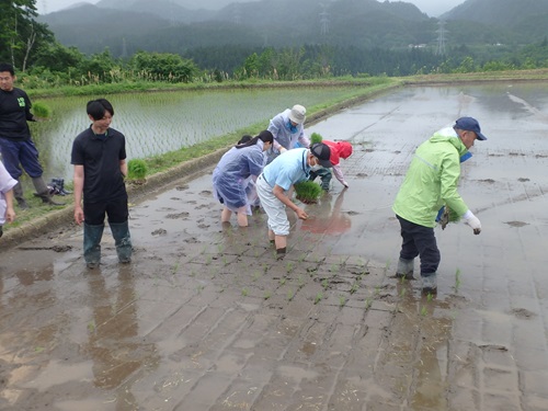 【関川村金俣】②「砂金米」田植ツアー