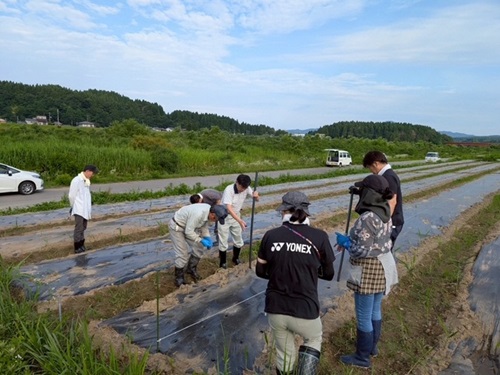 【関川村湯沢郷】①ヒマワリの播種