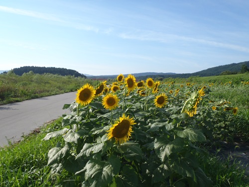 【関川村湯沢郷】②開花したヒマワリ