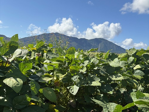 画像1_弥彦山とえだまめ