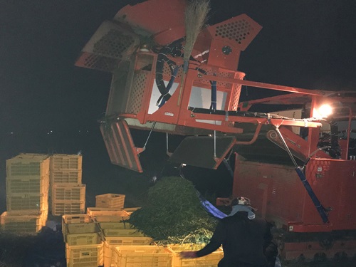 画像2_早朝のえだまめ収穫