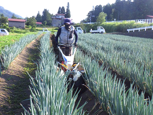 補正）画像1_ねぎの土寄せ作業①