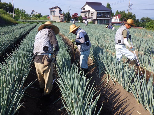 補正）画像1_ねぎの土寄せ作業②