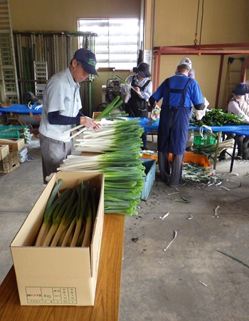 補正）画像3_ねぎの掘り取り後の調整作業