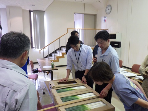 画像4_ねぎの出荷目合わせ