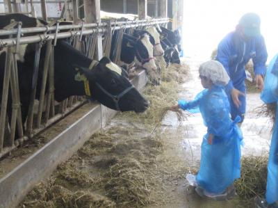 搾乳牛へのエサやり体験